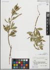 Foto von Salix fragilis L.
